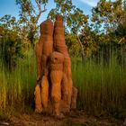 Termite Hill