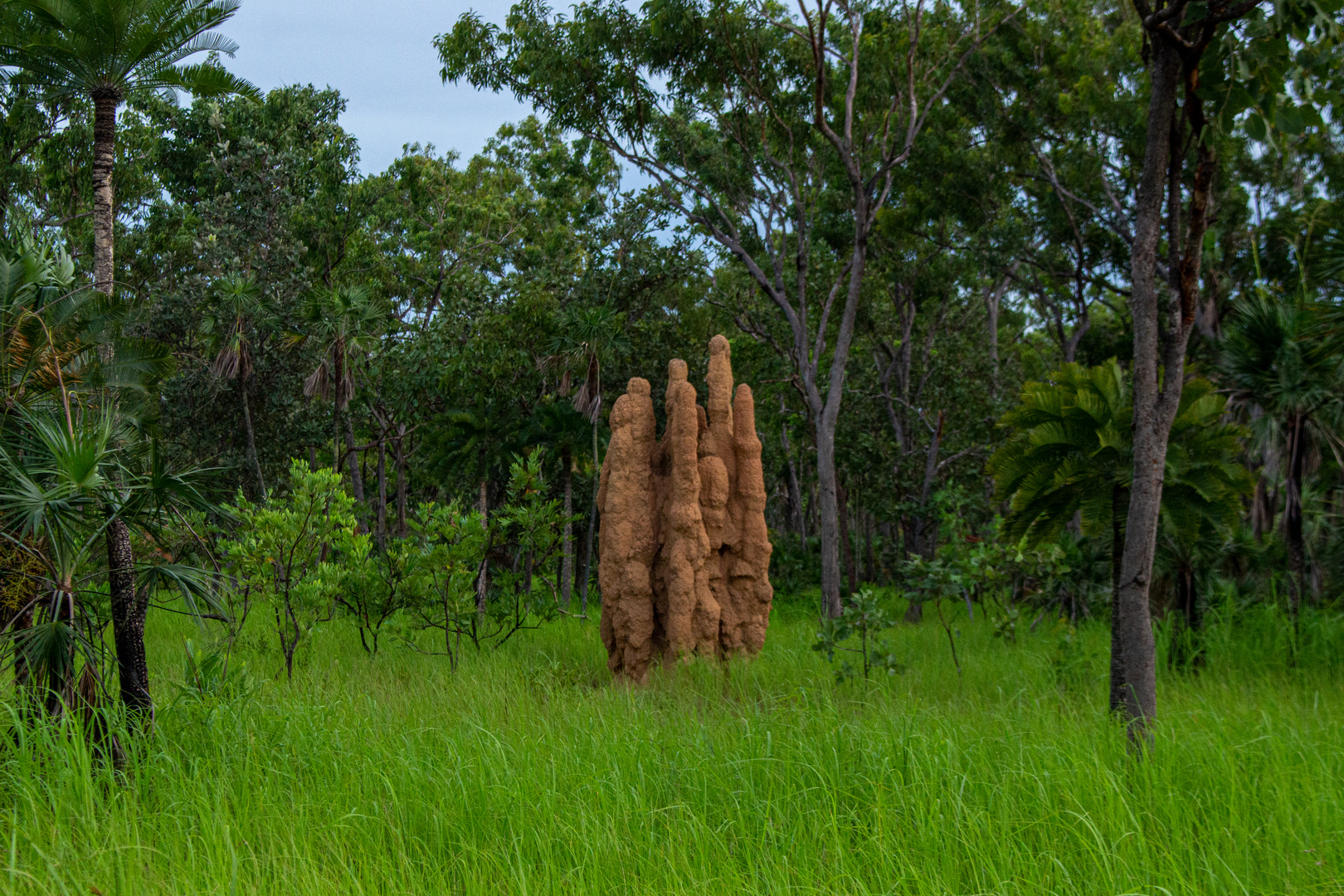 Termite Hill