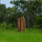 Termite Hill