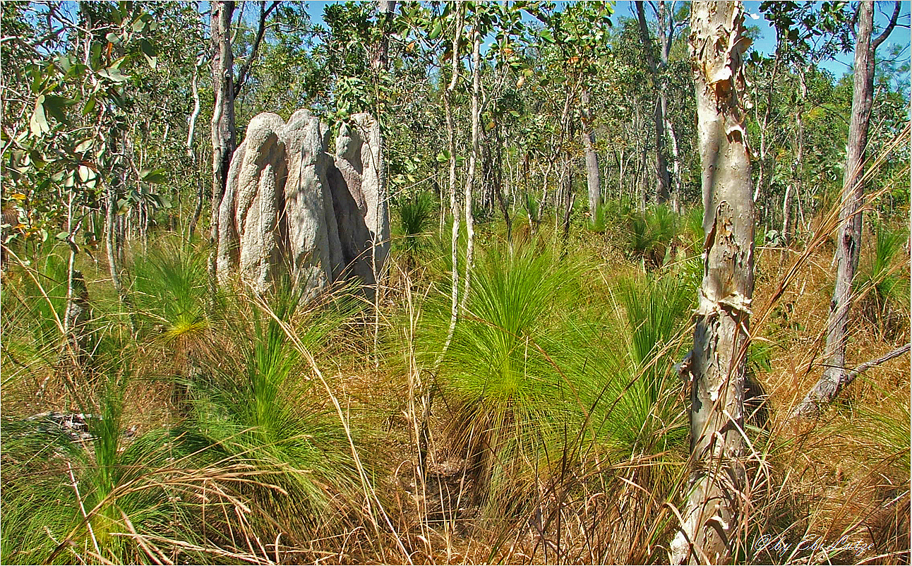 ** Termite Hill / Cape York **