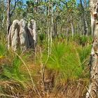 ** Termite Hill / Cape York **