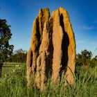 Termite Hill