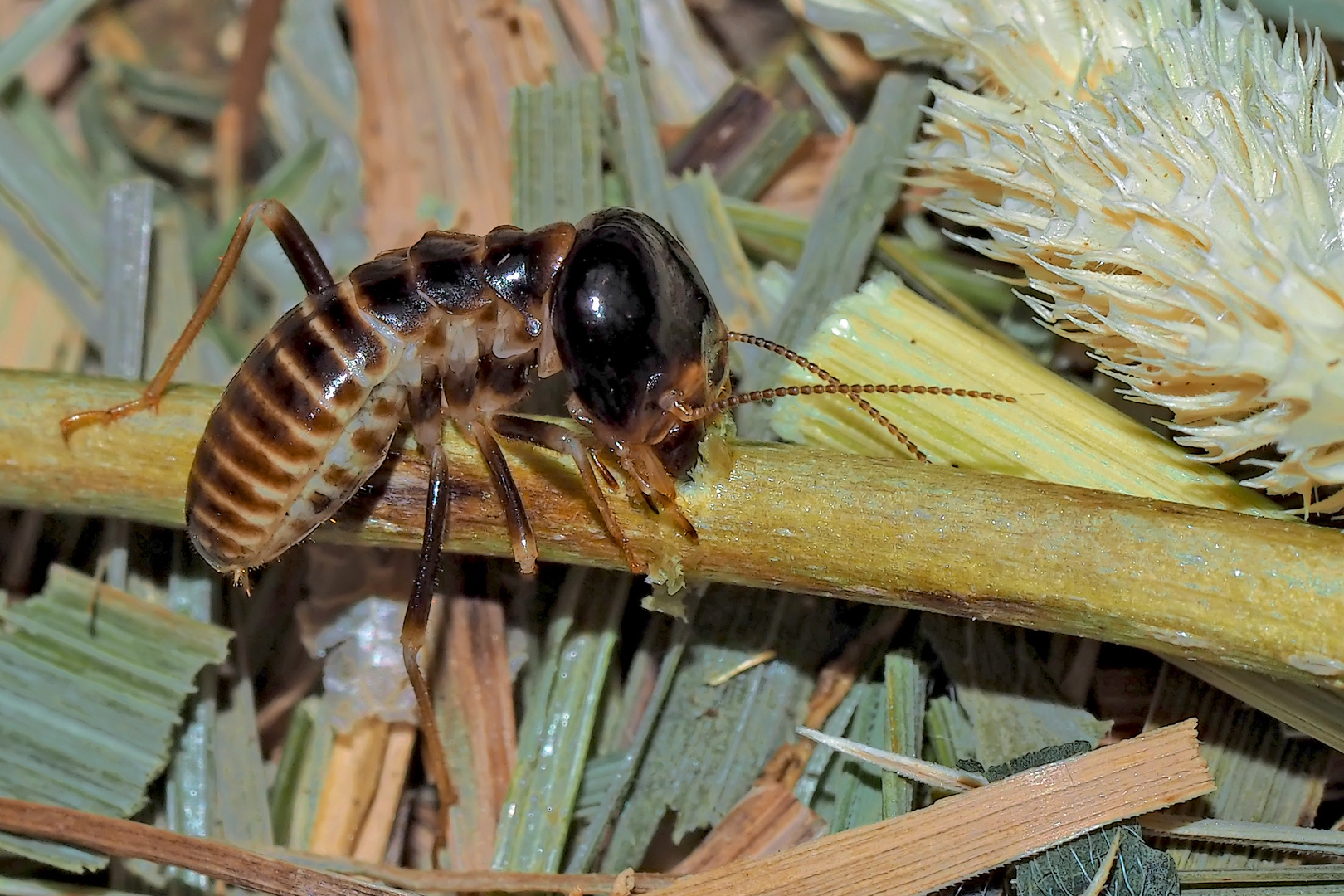 Termite (Hodotermes mossambicus, ca. 7mm lang) beim Schneiden von Pflanzen. (4) 