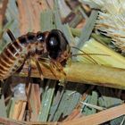 Termite (Hodotermes mossambicus, ca. 7mm lang) beim Schneiden von Pflanzen. (4) 