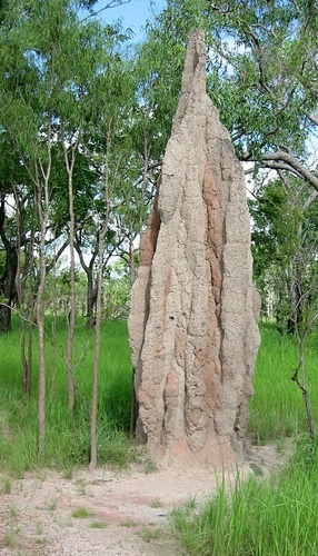 Termite Mound (2)