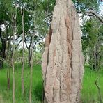 Termite Mound (2)
