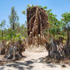 *** termite mound ***