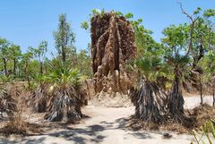 *** termite mound ***