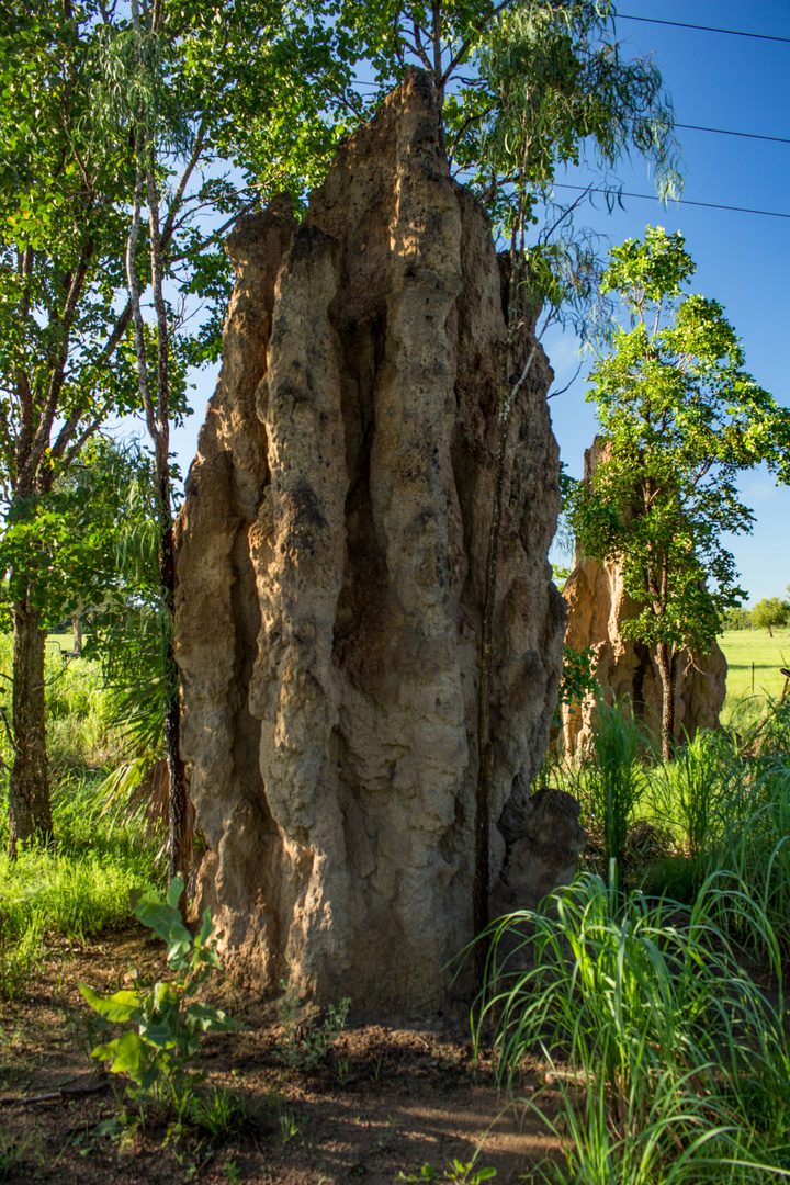 Termite Mount