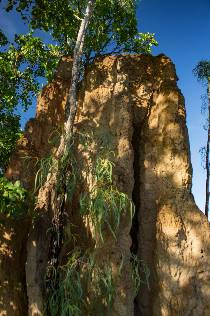 Termite Mount