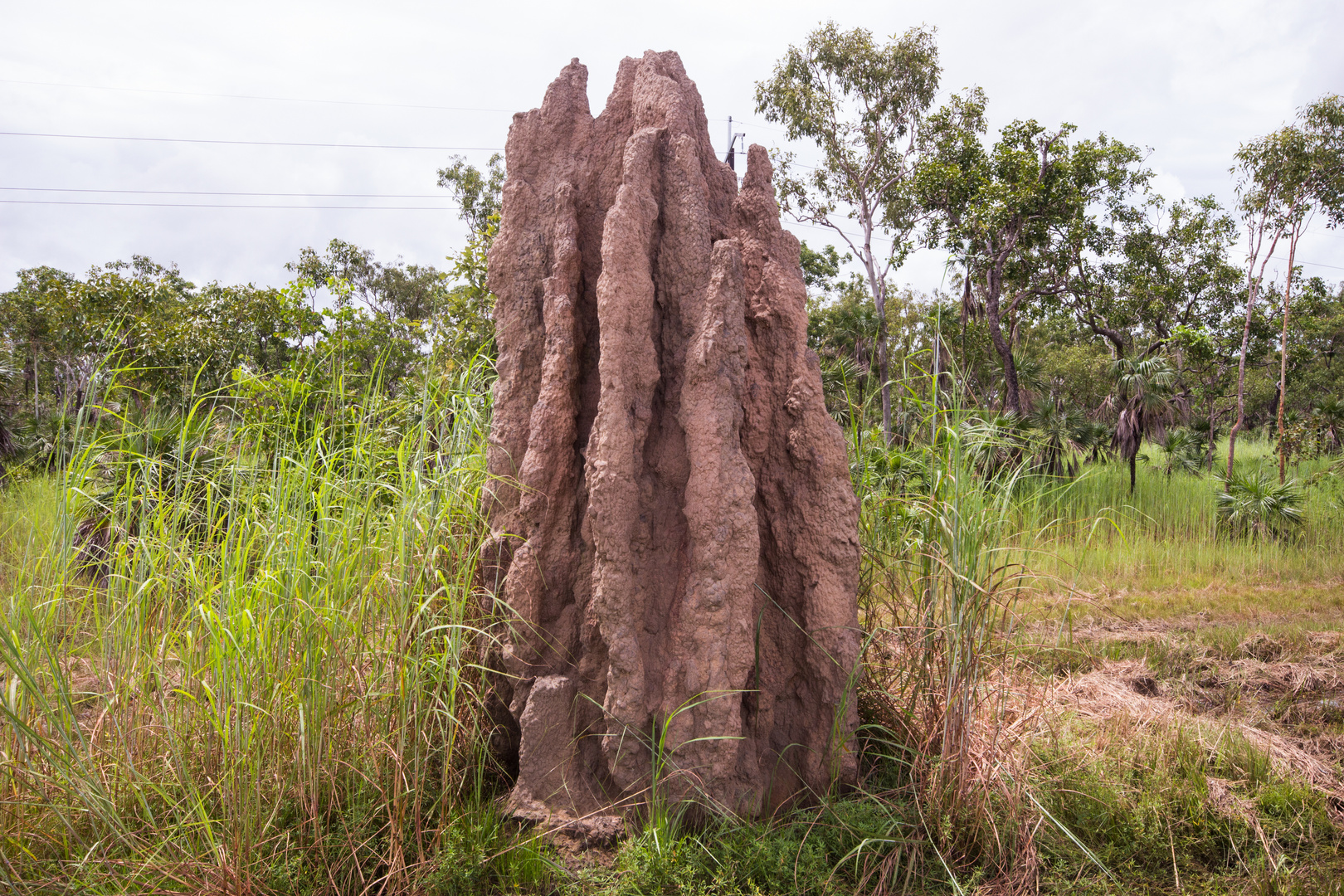 Termite Mount