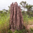 Termite Mount