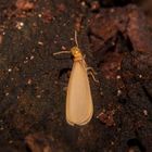 Termite (Reproductive Winged)