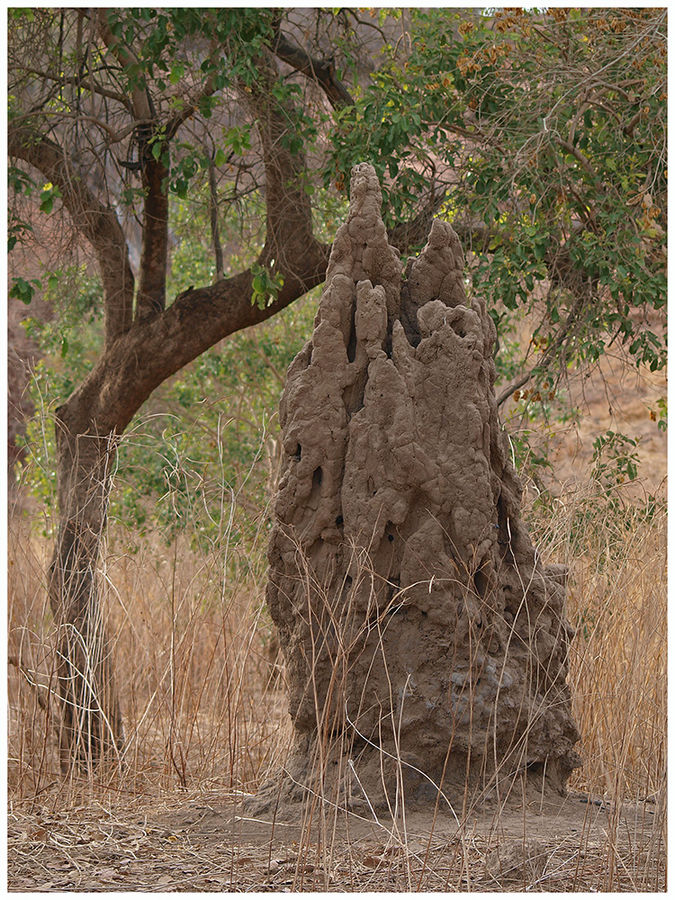 Termiten-Bauwerk