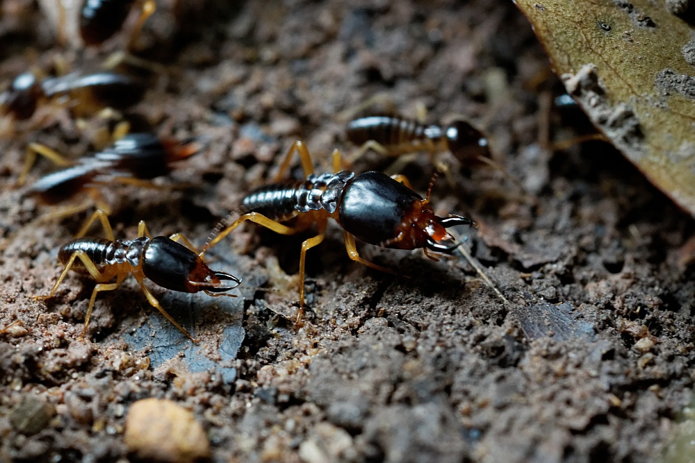 Termiten im Wald