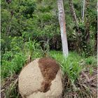  Termitenbau im Urwald 