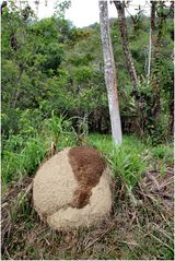  Termitenbau im Urwald 