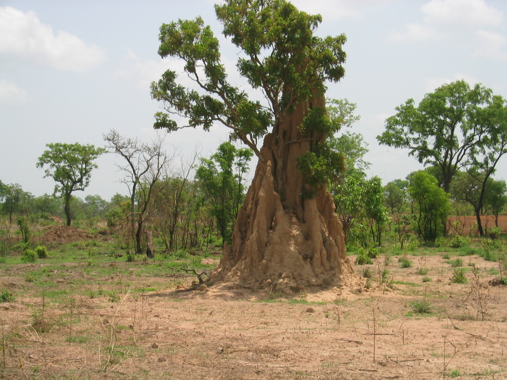 Termitenbau in Ghana