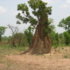 Termitenbau in Ghana