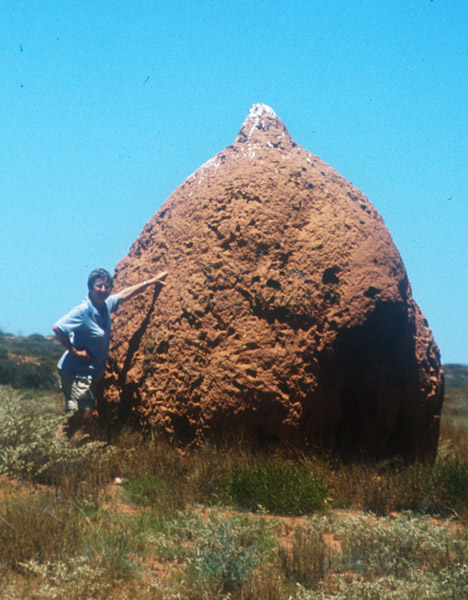 Termitenbau in Westaustralien