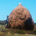 Termitenbau in Westaustralien