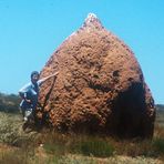 Termitenbau in Westaustralien