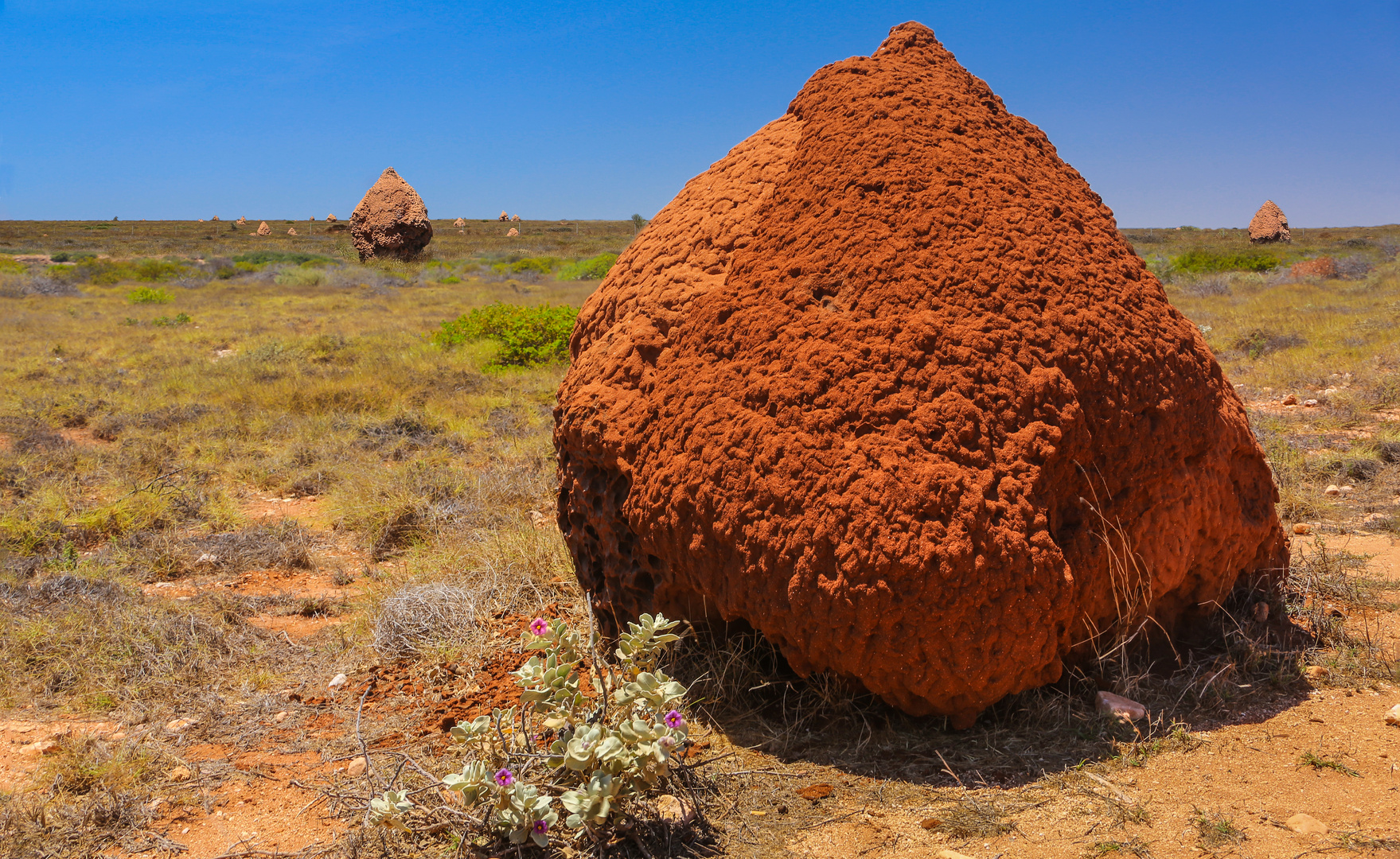 Termitenhügel im Cape Range NP