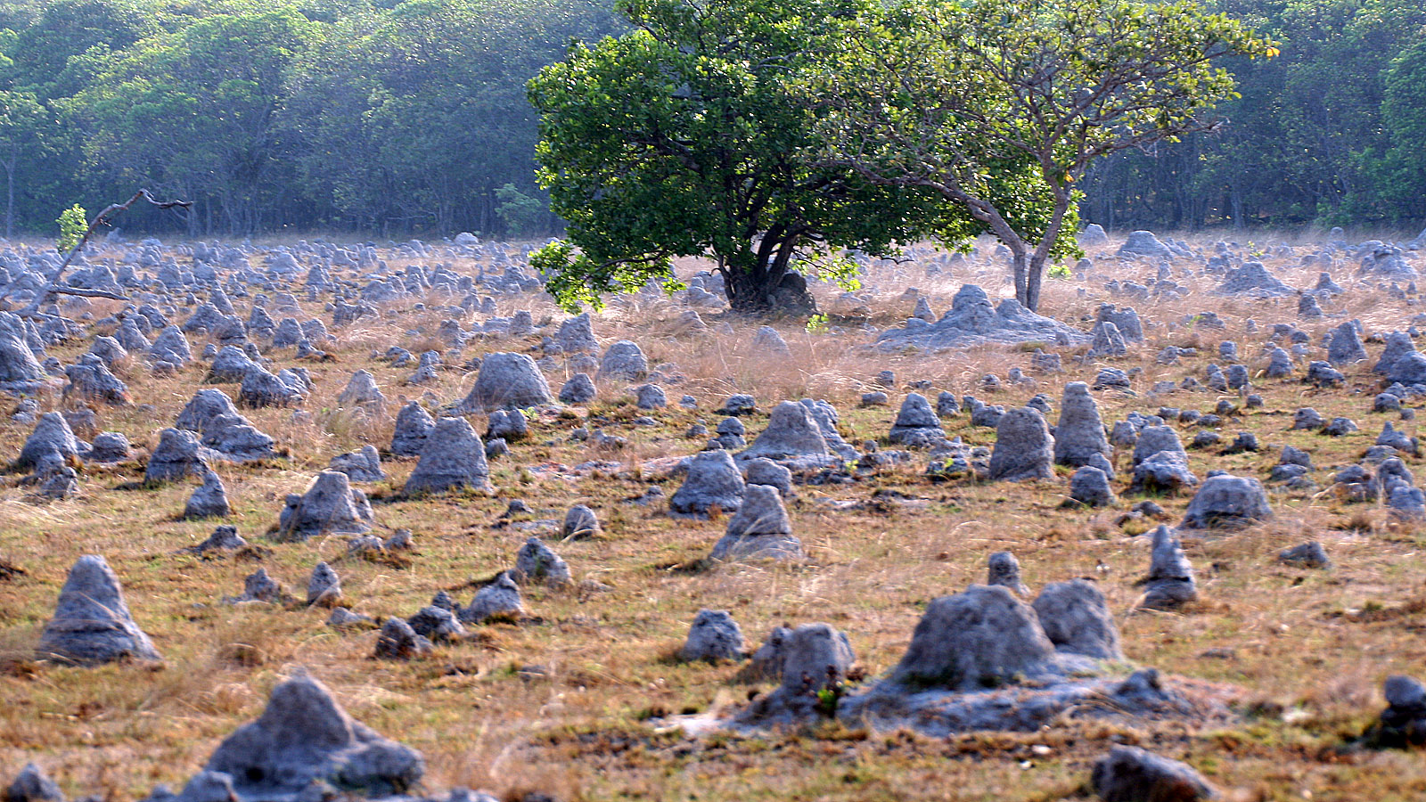 Termitenhügel im Kasanka National Park, Zambia,in der Trockenzeit