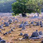 Termitenhügel im Kasanka National Park, Zambia,in der Trockenzeit