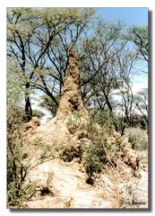 Termitenhügel in der Namib