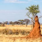 Termitenhügel in Namibia