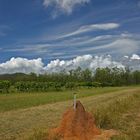 Termitenhügel vor Mangoplantage