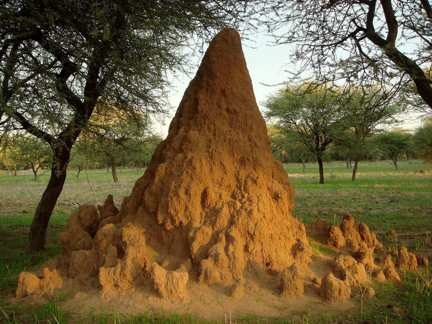 termitenstaat auf hamakari