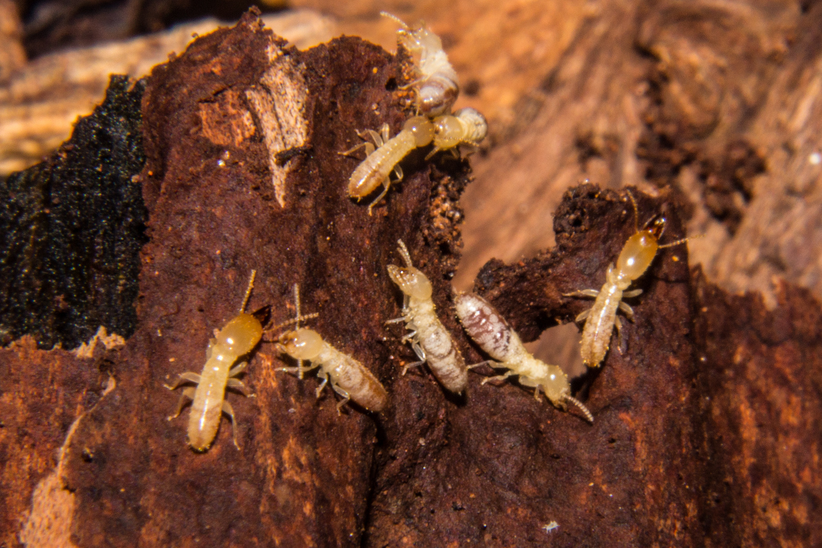 Termites