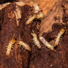 Termites