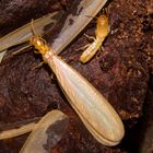 Termites