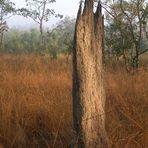 termites in kakadu np