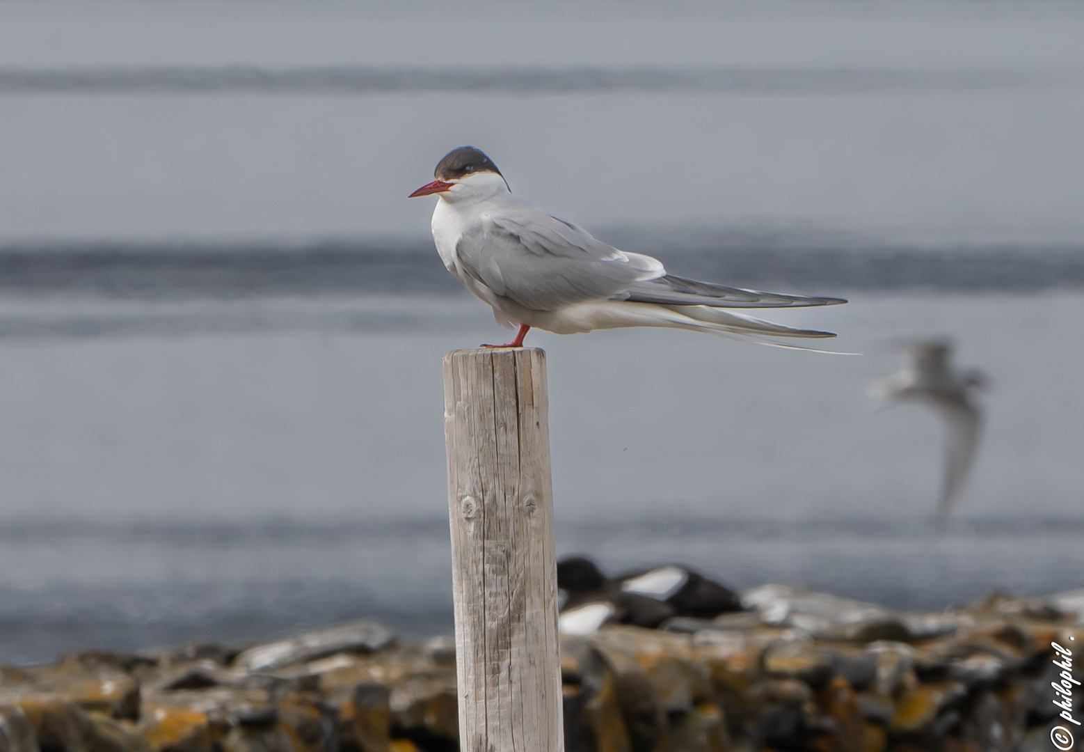 Tern