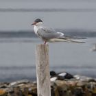 Tern