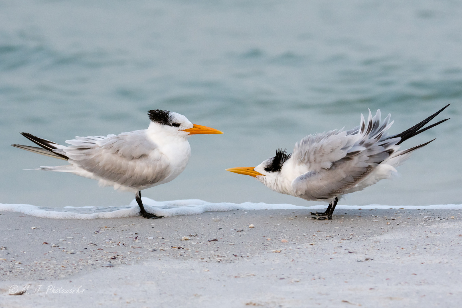 Tern in love