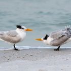 Tern in love