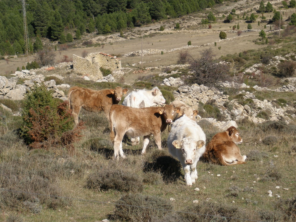 TERNERAS DE LA TINENÇA