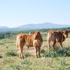 ternerillos en mi paseo