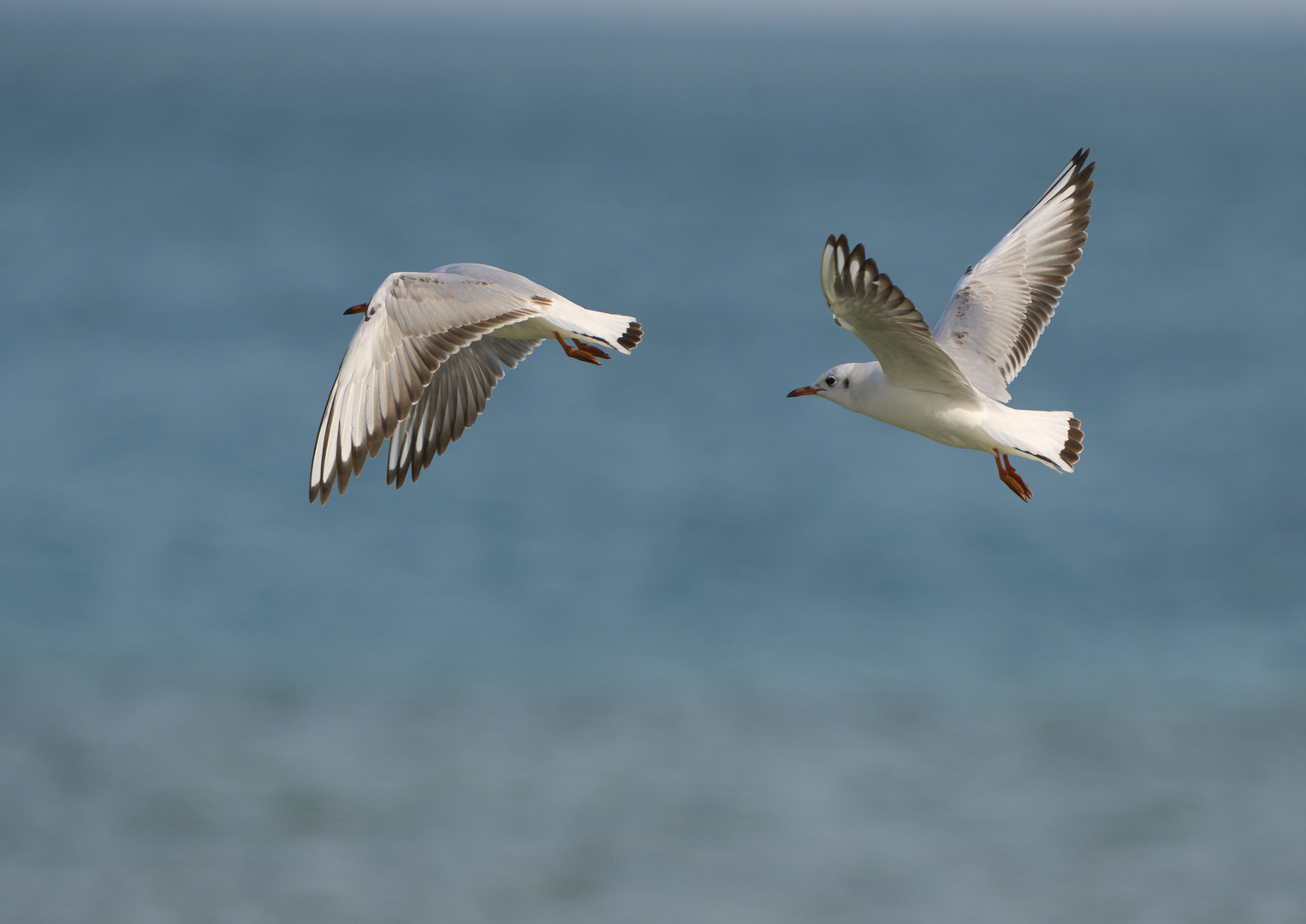 Terns 