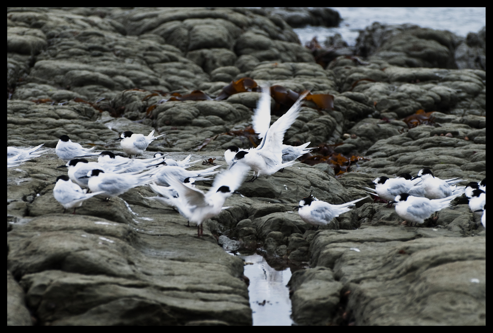 terns at Kaikoura