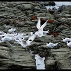 terns at Kaikoura