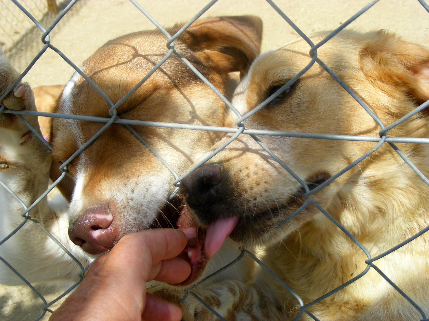 ternura canina