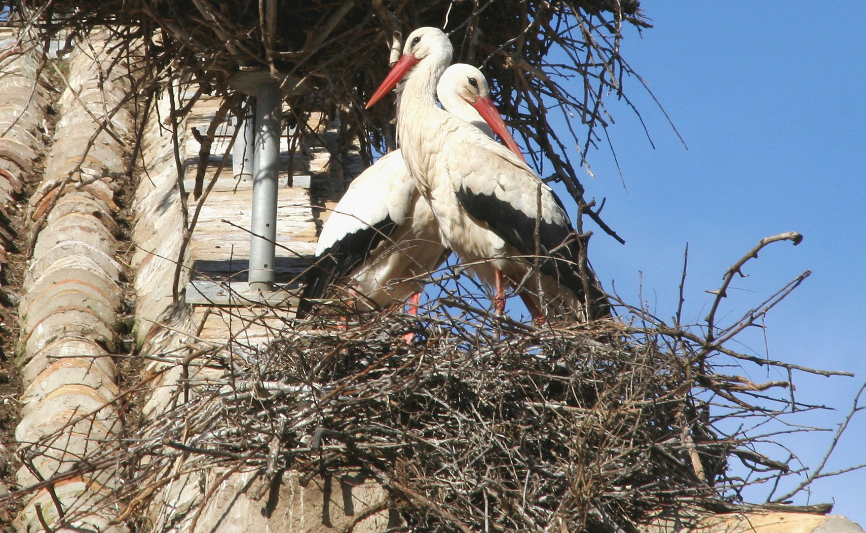 Ternura en el nido en la Colegiata de San Miguel en este mes de abril (Alfaro-La Rioja)