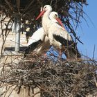 Ternura en el nido en la Colegiata de San Miguel en este mes de abril (Alfaro-La Rioja)