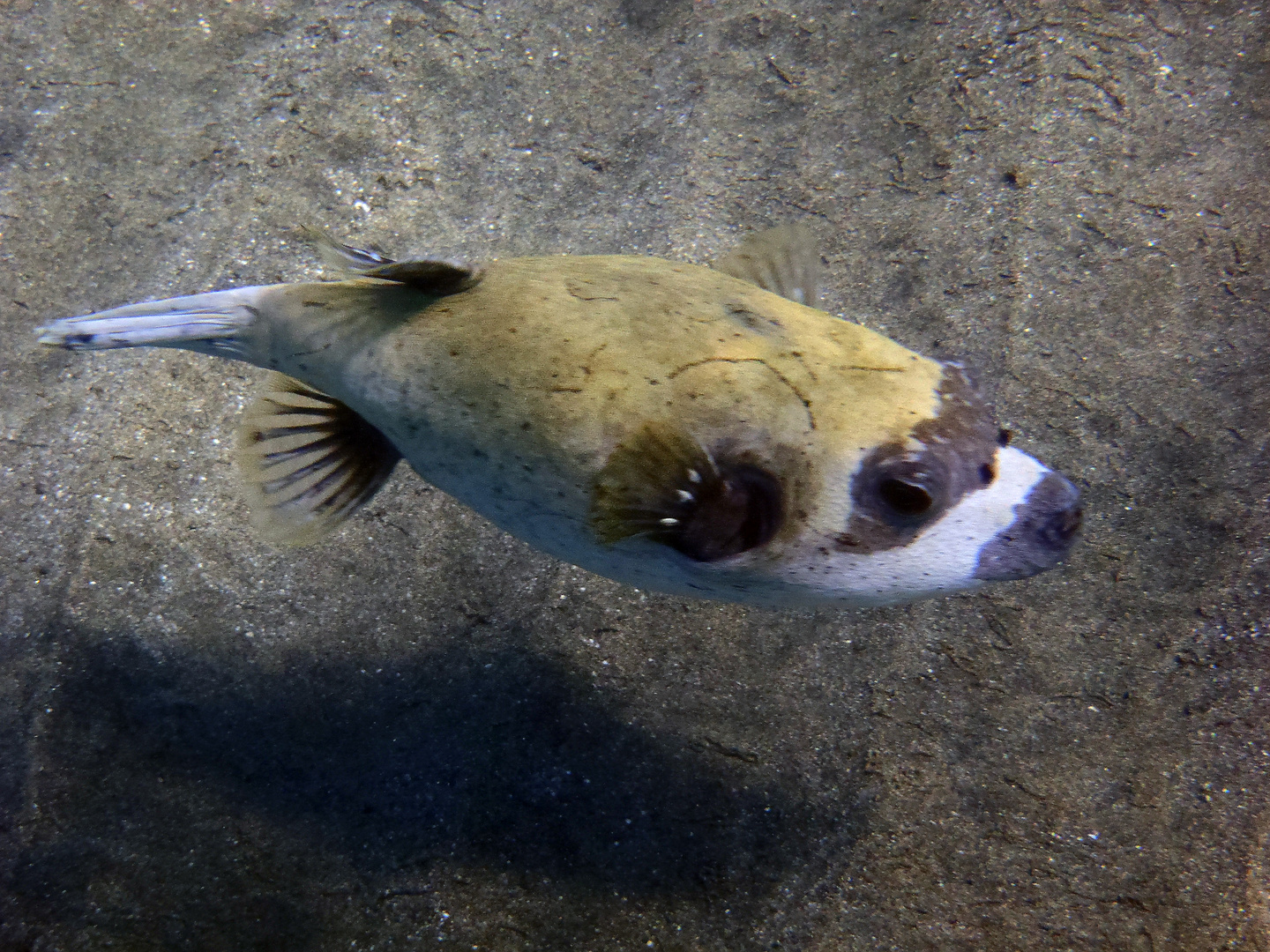 terodon masqué Marsa Alam